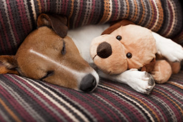 I’m Dog Tired, So Fucking Dog Tired - BluntMoms.com