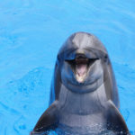 Dolphins Make Terrible Doulas - BluntMoms.com