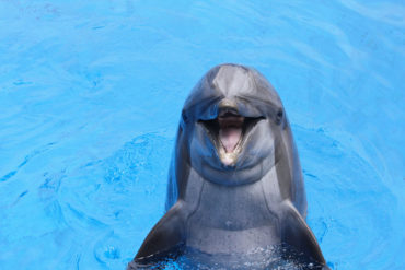 Dolphins Make Terrible Doulas - BluntMoms.com